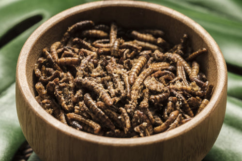 10 Edible Insects That Will Surprise You (And Taste Amazing) – Ant Sauce
