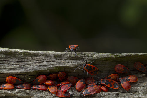 Connoisseur's Wild: A Journey Through Ant Fine Dining
