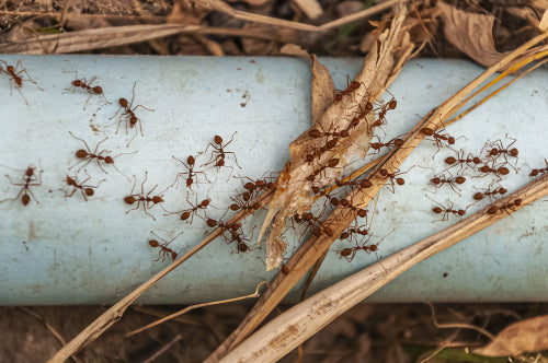 Understanding the Flavor Profiles of Different Ant Species