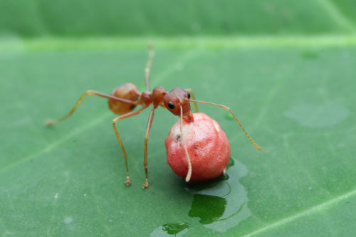 Ethical Considerations in Harvesting Ants for Food