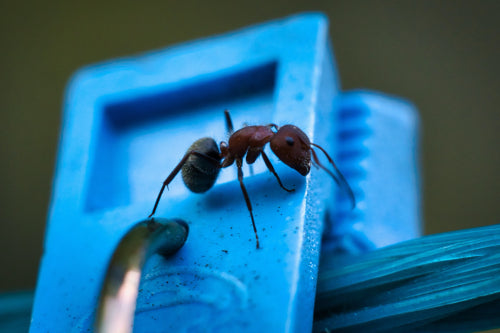 Challenges in Scaling Up Ant Farming for Culinary Use