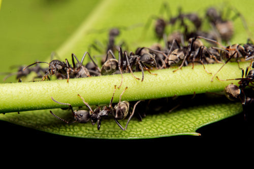Ants as a Sustainable Protein Source in Global Food Systems