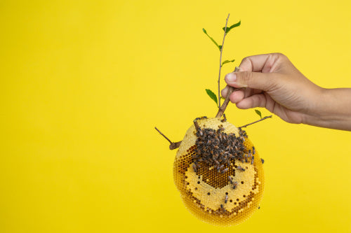 The Economic Potential of the Edible Insect Industry