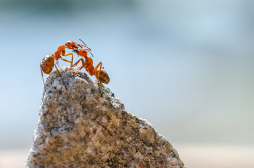 The Role of Ants in Enhancing the Umami Taste Experience