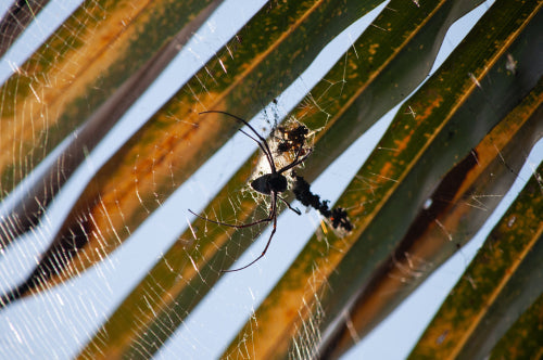 The Intersection of Modern Technology and Traditional Insect Consumption