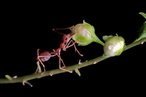 Ants as a Symbol of Sustainability in Modern Gastronomy