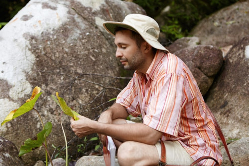 Exploring the Diverse Tastes of Edible Ants