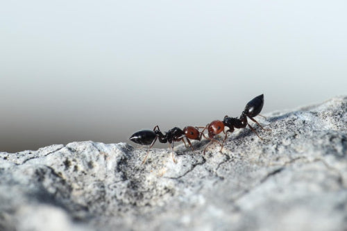 The Art and Science of Cooking With Ants