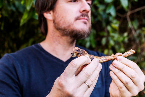 Flavor Profiles of Various Edible Insect Species