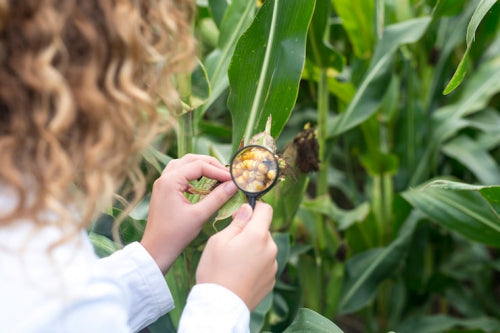 Assessing the Economic Prospects for Edible Insects